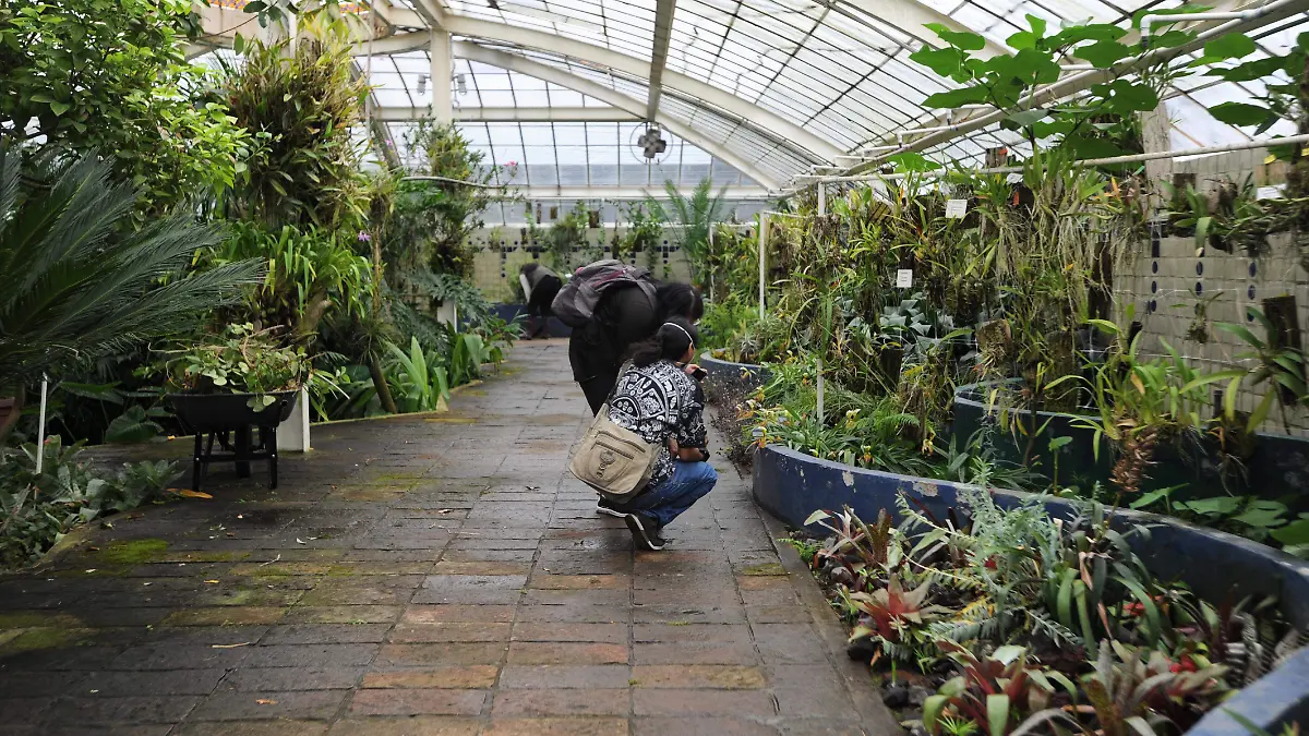 ESTO SE DESTRUIRIA DEL JARDIN BOTANICO CHAPULTEPEC 1.  Mauricio Huizar